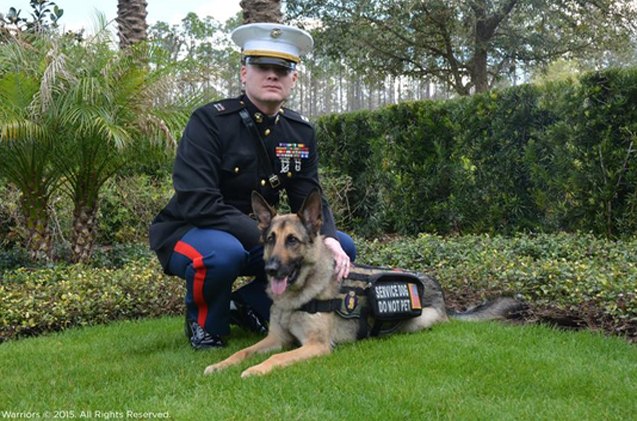 American airlines service dog Clearance