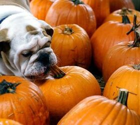 Oh My Gourd! Why Pumpkin Packs A Healthy Punch For Pups