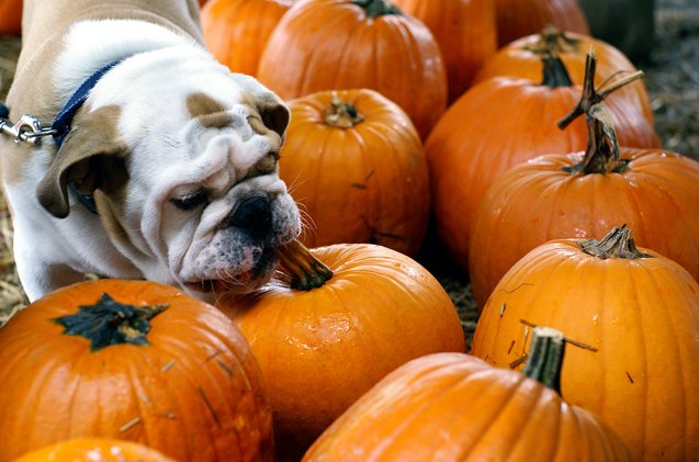 oh my gourd why pumpkin packs a healthy punch for pups