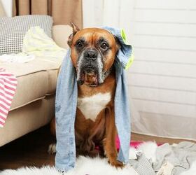 Simple Ways To Keep Your Dog Safe When Home Alone