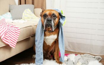 Simple Ways To Keep Your Dog Safe When Home Alone