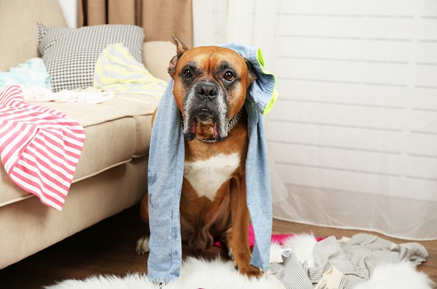 simple ways to keep your dog safe when home alone