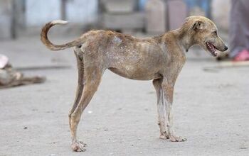 What Is Mange In Dogs?