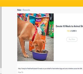 Earn Wellcoin Points, Buy Shelter Dogs A Healthy Meal