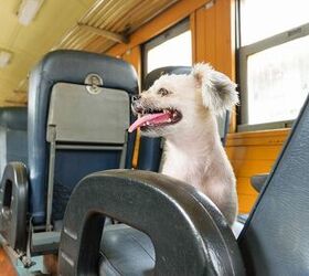 Dogs Now Allowed To Come Onboard Amtrak Trains