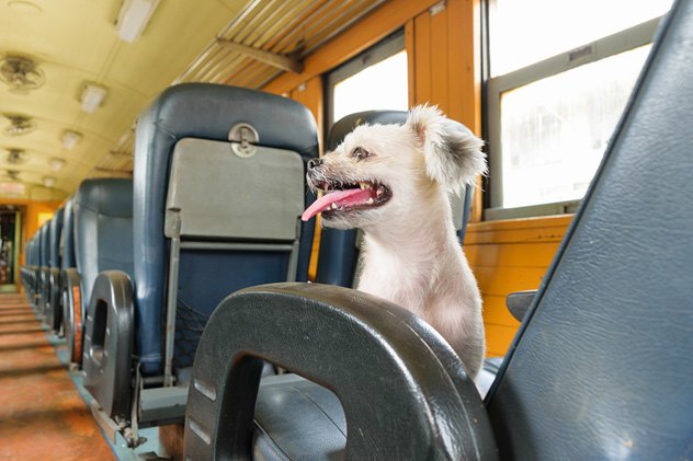 dogs now allowed to come onboard amtrak trains