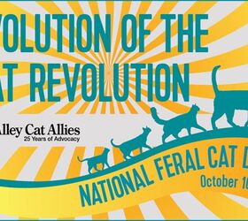 Join The Cat Revolution And Get Involved On National Feral Cat Day