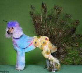 top 10 off the wall dog grooming creations