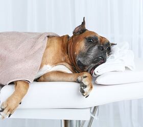Pampered Pooches Enjoy In-Home Specialty Dog Services