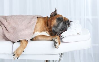 Pampered Pooches Enjoy In-Home Specialty Dog Services