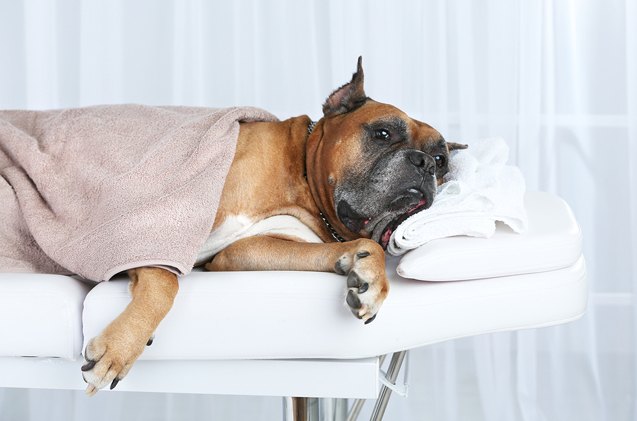 pampered pooches enjoy in home specialty dog services