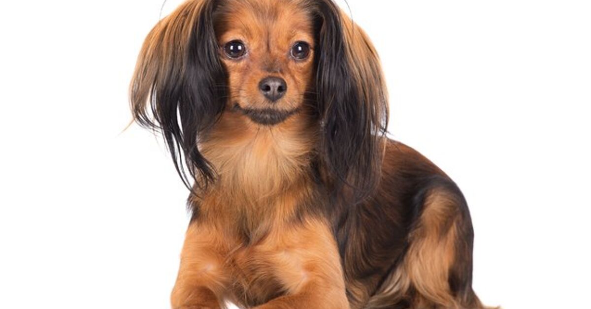 Russian Toy Dog Breed Information And