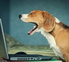 Ask The Hairy Dogfathers:  Animal Overshare On Facebook