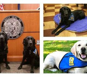 Why Courthouse Dogs Are Crucial To Our Justice System