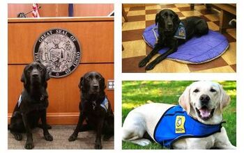 Why Courthouse Dogs Are Crucial To Our Justice System