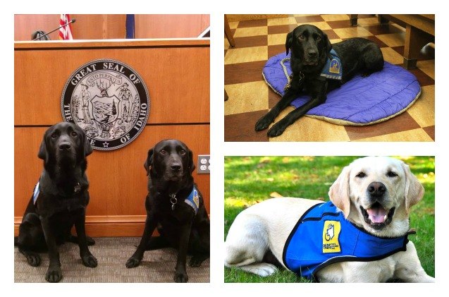 why courthouse dogs are crucial to our justice system