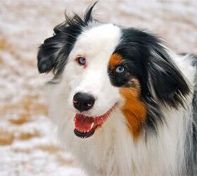 Genetic Test For Herding Breeds Can Prevent Ivermectin Toxicity From H ...