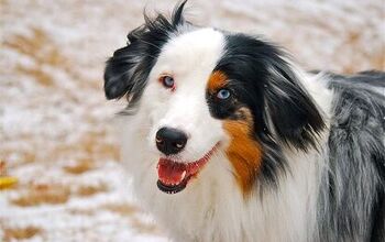 Genetic Test For Herding Breeds Can Prevent Ivermectin Toxicity From H