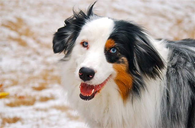 genetic test for herding breeds can prevent ivermectin toxicity from heartworm meds