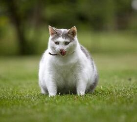 what to do with your overweight cat