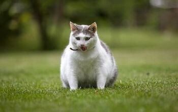 What To Do With Your Overweight Cat