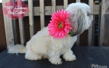 How-To: DIY Couture Dog Collars In 4 Easy Steps