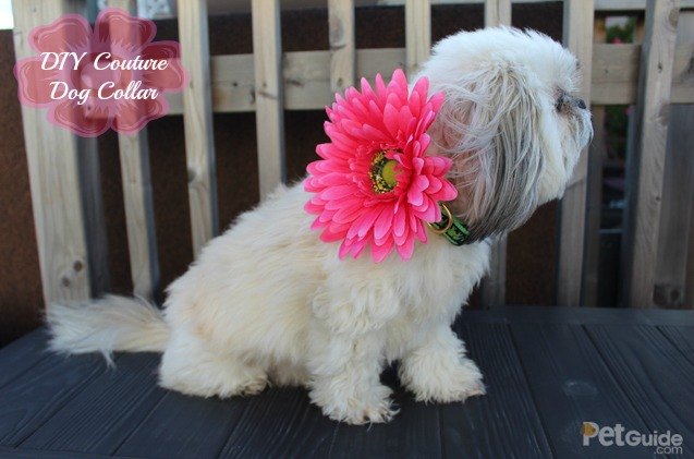 how to diy couture dog collars in 4 easy steps