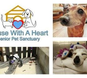 Abandoned Senior Pets Can Spend Their Golden Years At House With A Hea