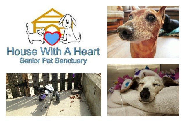 abandoned senior pets can spend their golden years at house with a hea