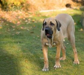 Fila Brasileiro Dog Breed Information and Pictures - PetGuide