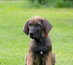 Male Fila Brasileiro, a Dog Breed from Brazil Stock Photo - Image of  purebred, standing: 197570668