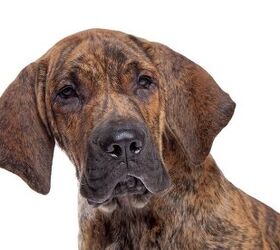 Fila Brasileiro Dog care guide How To Train Your Dog: A