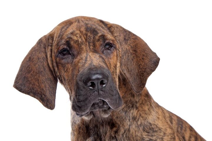 Fila Brasileiro Dog Breed Information and Pictures - PetGuide | PetGuide