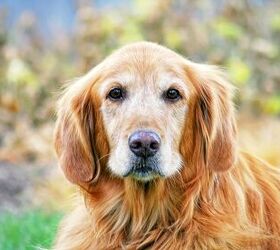 What Is Canine Cognitive Dysfunction?
