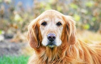 What Is Canine Cognitive Dysfunction?