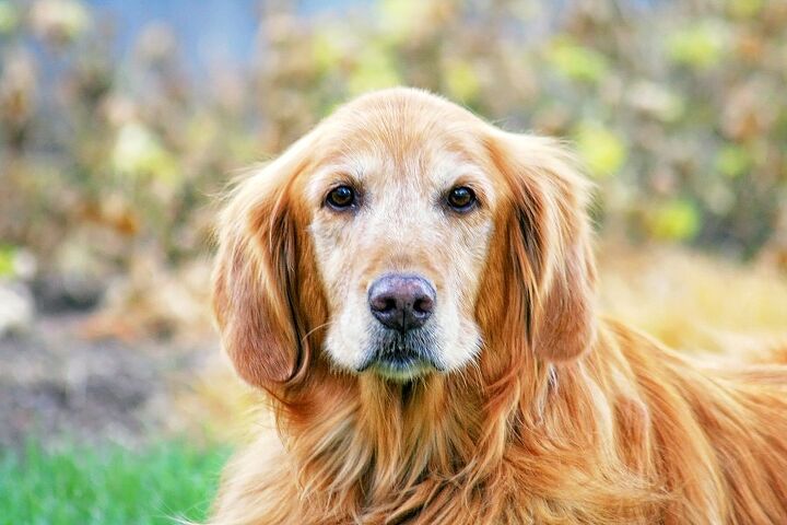 What Is Canine Cognitive Dysfunction? | PetGuide