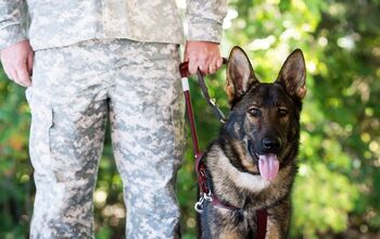 Fidelco Receives $100,000 To Train Service Dogs For Veterans