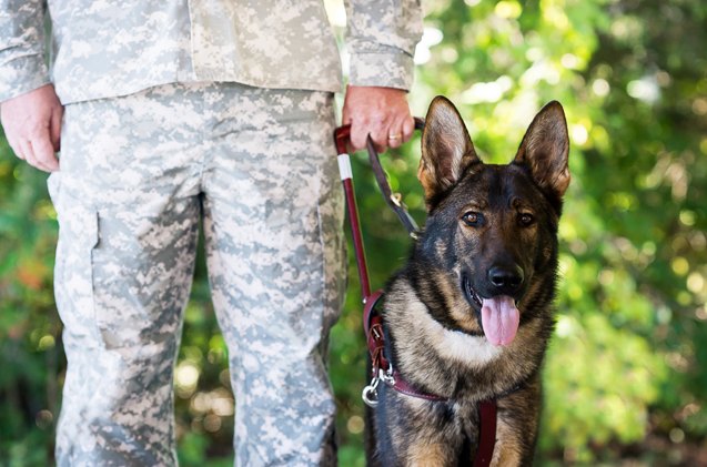 fidelco receives 100 000 to train service dogs for veterans