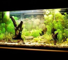 Biotope Tanks: What Are They and How Do You Cultivate One?