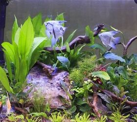 Planted Tank Basics: What Aquarium Plants Need to Thrive