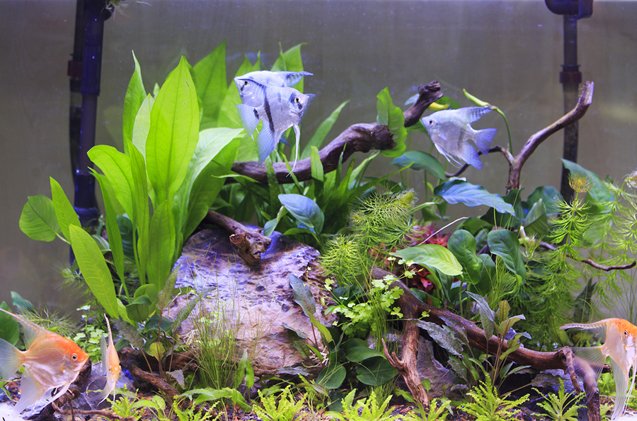 planted tank basics what aquarium plants need to thrive