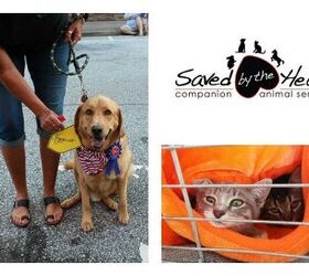Shelter Spotlight: Saved by the Heart Companion Animal Services