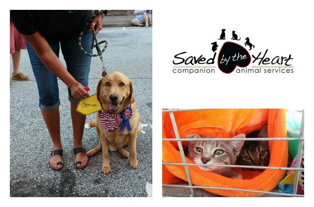shelter spotlight saved by the heart companion animal services