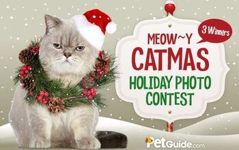 Petlinks Meowy Catmas Photo Contest