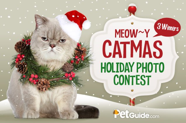 petlinks meowy catmas photo contest