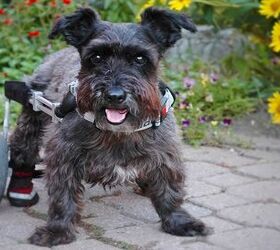 Mobility Aids Help Senior Dogs Keep Moving