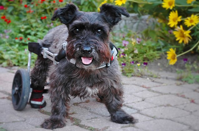 mobility aids help senior dogs keep moving