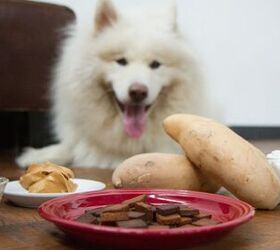 New Noms: Cricket-Based Dog Treats Packed With Protein