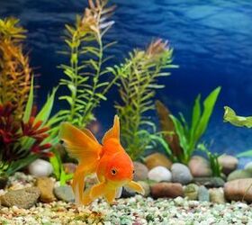 How to Properly Acclimate New Fish in the Aquarium