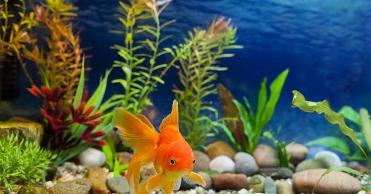 How to Properly Acclimate New Fish in the Aquarium | PetGuide